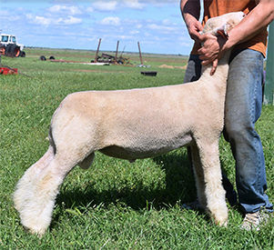 Triple D Club Lambs :: Sires