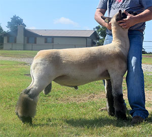 Triple D Club Lambs :: Chattanooga, Oklahoma